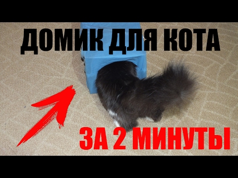 Как сделать домик для кота? Делаем домик для кота своими руками за 2 минуты!